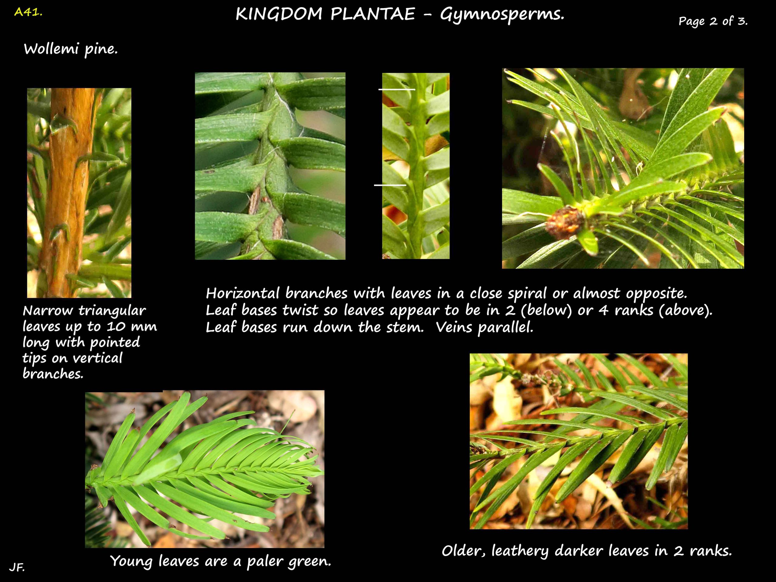 2 Wollemi pine leaves